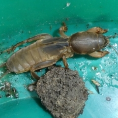 Gryllotalpa sp. (genus) (Mole Cricket) at Charleys Forest, NSW - 26 Mar 2023 by arjay