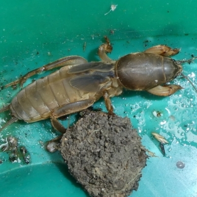 Gryllotalpa sp. (genus) (Mole Cricket) at Charleys Forest, NSW - 26 Mar 2023 by arjay