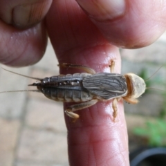 Gryllotalpa sp. (genus) (Mole Cricket) at QPRC LGA - 12 Feb 2024 by arjay