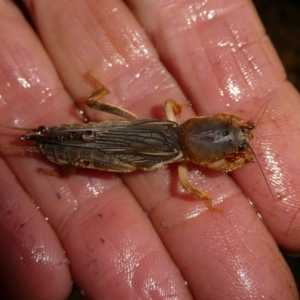 Gryllotalpa sp. (genus) at QPRC LGA - 12 Feb 2024