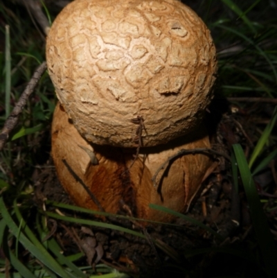 Amanita ochrophylla group at Mongarlowe River - 11 Feb 2024 by arjay