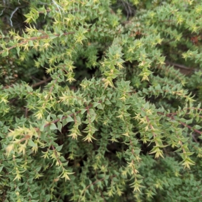 Pultenaea spinosa (Spiny Bush-pea, Grey Bush-pea) at Ainslie, ACT - 15 Feb 2024 by ranwest