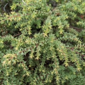 Pultenaea spinosa at Mount Ainslie - 16 Feb 2024