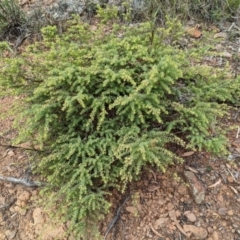 Pultenaea spinosa at Mount Ainslie - 16 Feb 2024