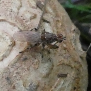 Tapeigaster nigricornis at QPRC LGA - 11 Feb 2024