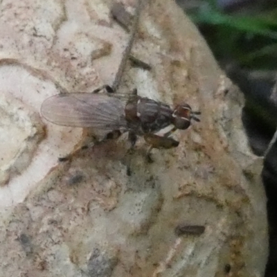 Tapeigaster nigricornis (Striped Sun Fly) at QPRC LGA - 11 Feb 2024 by arjay