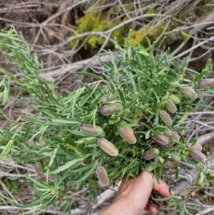 Billardiera scandens at Uriarra Village, ACT - 16 Feb 2024