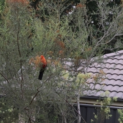 Alisterus scapularis (Australian King-Parrot) at Lyons, ACT - 16 Feb 2024 by ran452