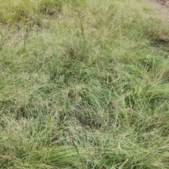 Eragrostis curvula (African Lovegrass) at Bruce Ridge to Gossan Hill - 16 Feb 2024 by Steve818