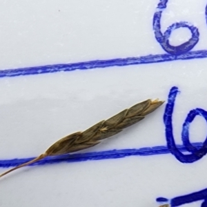 Eragrostis curvula at Bruce Ridge to Gossan Hill - 16 Feb 2024