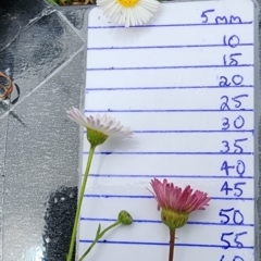 Erigeron karvinskianus (Seaside Daisy) at Bruce Ridge to Gossan Hill - 16 Feb 2024 by Steve818