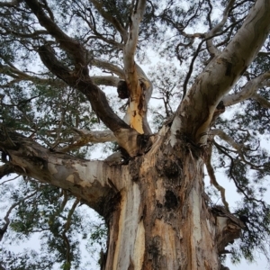 Eucalyptus polyanthemos subsp. polyanthemos at Mount Painter - 16 Feb 2024