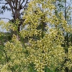 Cassinia quinquefaria (Rosemary Cassinia) at Cook, ACT - 16 Feb 2024 by Steve818