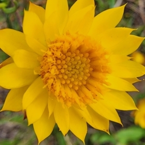 Xerochrysum viscosum at Mount Painter - 16 Feb 2024