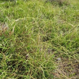 Microlaena stipoides at Mount Painter - 16 Feb 2024