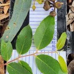 Eucalyptus macrorhyncha subsp. macrorhyncha (Red Stringybark) at Bruce, ACT - 16 Feb 2024 by Steve818