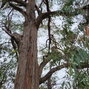 Eucalyptus macrorhyncha subsp. macrorhyncha at Bruce Ridge to Gossan Hill - 16 Feb 2024