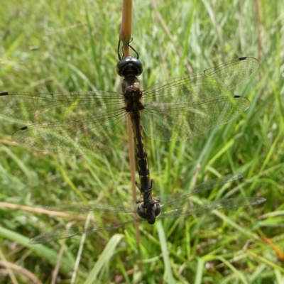 Hemicordulia australiae (Australian Emerald) at Charleys Forest, NSW - 7 Feb 2024 by arjay