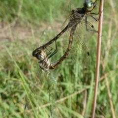 Hemicordulia australiae at QPRC LGA - 7 Feb 2024