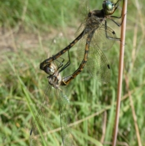 Hemicordulia australiae at QPRC LGA - 7 Feb 2024