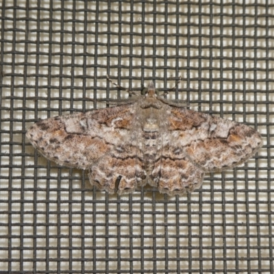 Cleora (genus) (A Looper Moth) at QPRC LGA - 10 Feb 2024 by arjay