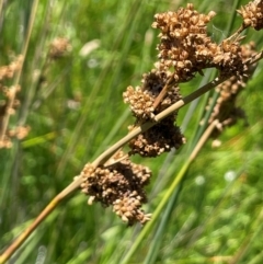 Juncus sarophorus (Broom Rush) at Numeralla, NSW - 11 Feb 2024 by JaneR