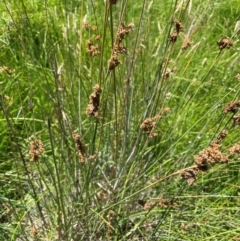 Juncus sarophorus at Numeralla, NSW - 11 Feb 2024