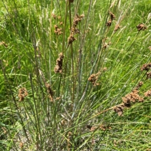 Juncus sarophorus at Numeralla, NSW - 11 Feb 2024