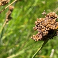 Juncus sarophorus at Numeralla, NSW - 11 Feb 2024