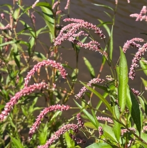 Persicaria lapathifolia at Numeralla, NSW - 11 Feb 2024 02:52 PM