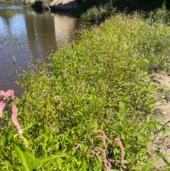 Persicaria lapathifolia at Numeralla, NSW - 11 Feb 2024 02:52 PM