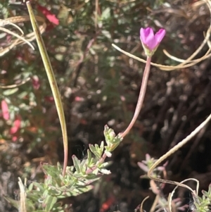Epilobium billardiereanum subsp. cinereum at Numeralla, NSW - 11 Feb 2024