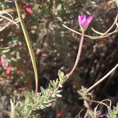 Epilobium billardiereanum subsp. cinereum (Hairy Willow Herb) at Numeralla, NSW - 11 Feb 2024 by JaneR