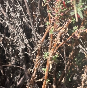 Epilobium billardiereanum subsp. cinereum at Numeralla, NSW - 11 Feb 2024