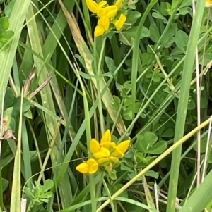 Lotus corniculatus at Jingera, NSW - 7 Feb 2024