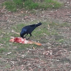 Corvus coronoides (Australian Raven) at Stranger Pond - 16 Feb 2024 by MB