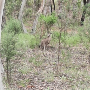 Macropus giganteus at Stranger Pond - 16 Feb 2024