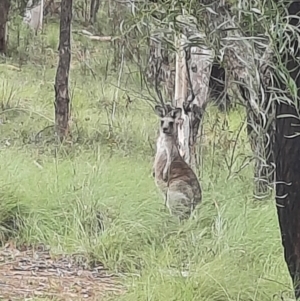 Macropus giganteus at Stranger Pond - 16 Feb 2024