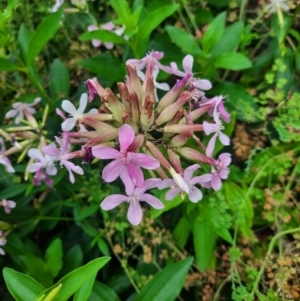 Saponaria officinalis at Pine Island to Point Hut - 16 Feb 2024