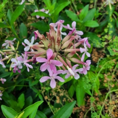 Saponaria officinalis (Soapwort, Bouncing Bet) at Bonython, ACT - 16 Feb 2024 by MB