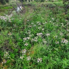 Saponaria officinalis at Pine Island to Point Hut - 16 Feb 2024