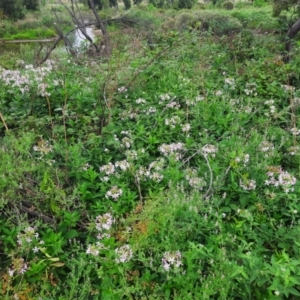 Saponaria officinalis at Pine Island to Point Hut - 16 Feb 2024 11:14 AM