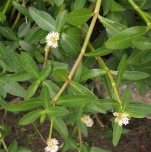 Alternanthera philoxeroides at Melba, ACT - 16 Feb 2024 01:10 PM