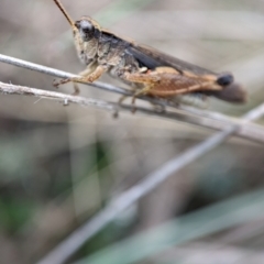 Phaulacridium vittatum (Wingless Grasshopper) at Namadgi National Park - 15 Feb 2024 by Jek