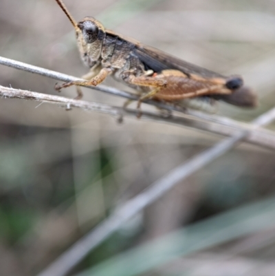 Phaulacridium vittatum (Wingless Grasshopper) at Namadgi National Park - 15 Feb 2024 by Jek