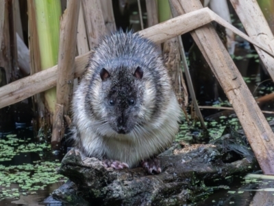 Hydromys chrysogaster (Rakali or Water Rat) at Jerrabomberra Wetlands - 16 Feb 2024 by rawshorty