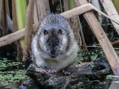 Hydromys chrysogaster (Rakali or Water Rat) at Jerrabomberra Wetlands - 15 Feb 2024 by rawshorty