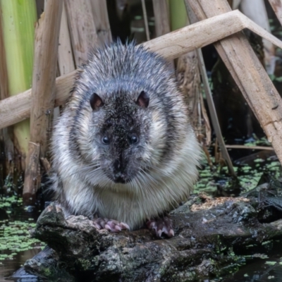 Hydromys chrysogaster (Rakali or Water Rat) at Jerrabomberra Wetlands - 15 Feb 2024 by rawshorty