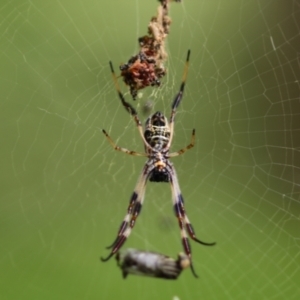 Trichonephila edulis at Evatt, ACT - suppressed