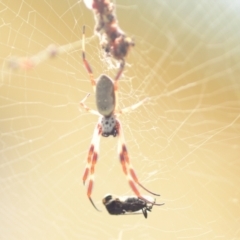 Trichonephila edulis at Evatt, ACT - suppressed